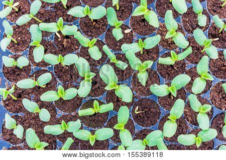 Melon Sprout In Black Plastick Tray