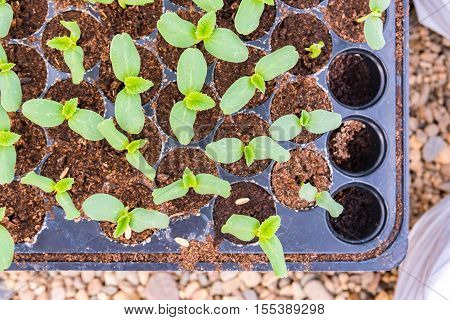 Melon Sprout In Black Plastick Tray