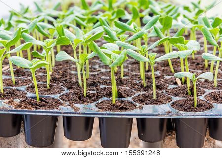 Melon Sprout In Black Plastick Tray