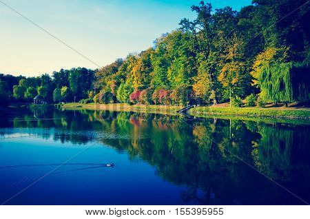 Autumn Foliage, Maple Tree Branches Against Lake And Sky. Sunny Day In Park.