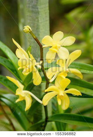Aranda Iskandar orchids flower in the garden on green background