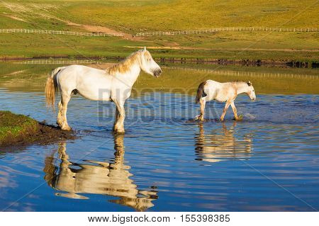 Portrait of mare with her foal washing on the lake