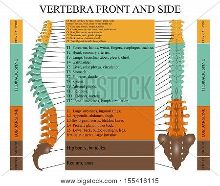 Diagram of a human spine in front and side with the name and description of all sections of the vertebrae. Vector illustration.