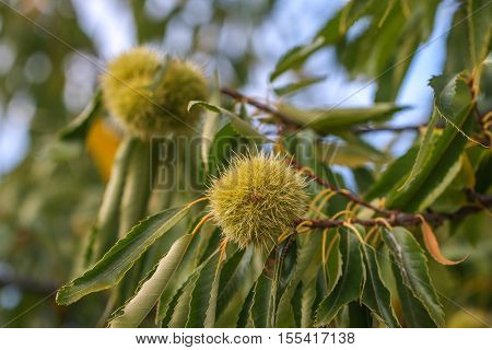 Chestnut burr. Chestnut (Castanea sativa) fruit in a branch.
