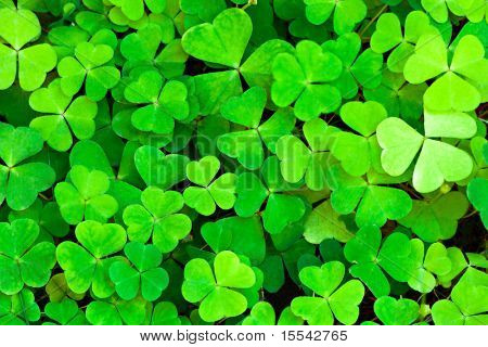 zöld lóhere háttér