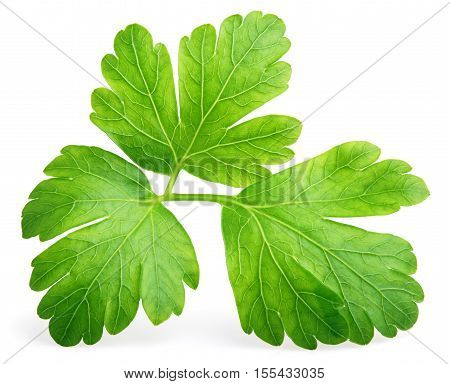 Garden parsley herb (coriander) leaf isolated on white background with clipping path