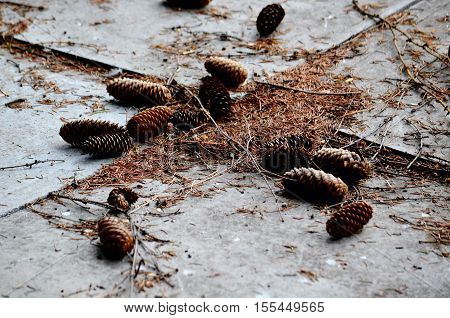 Big shots and nuts in Siberia grow on conifers