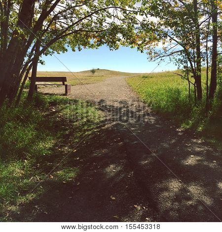 Scenic park landscape. Empty park bench along forest trail with lush green grass, trees, shadows, bright blue sky background and branches bending over pathway.