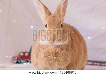 Beautiful rufous colored rabbit poses in soft light with red toy truck and sled in background