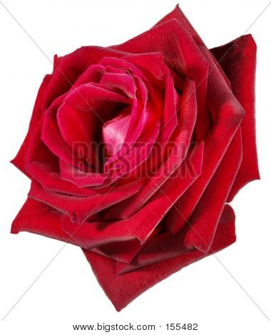 Rosa roja