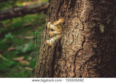 Mushroom on the pine tree in the forest