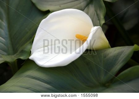 Arum Lily