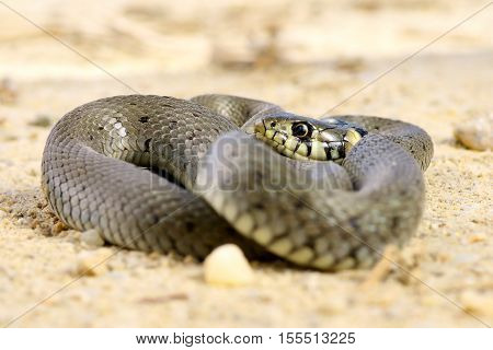 juvenile natrix basking on ground ( grass snake )