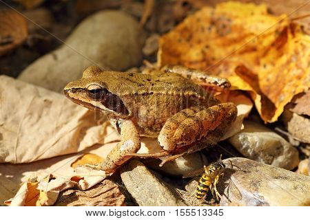 Rana dalmatina on autumn forest litter ( agile frog )