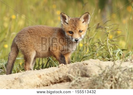 young common european fox ( Vulpes vulpes wild animal )