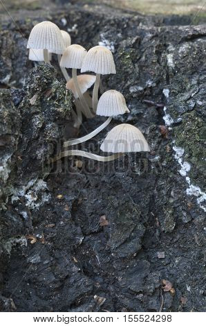 Mushrooms (Coprinus disseminatus) on a stump in a green moss