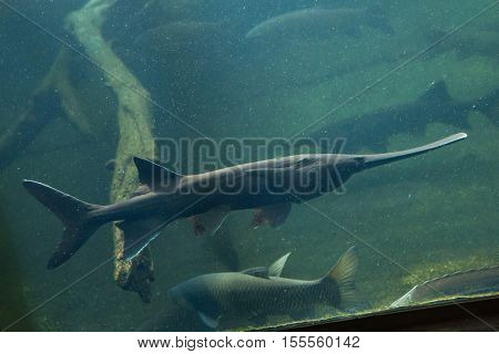 American paddlefish (Polyodon spathula). Wild life animal. 