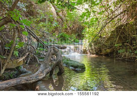 Small Waterfall In A Forest Stream Amud