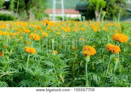 Marigold Flower Beautiful Background