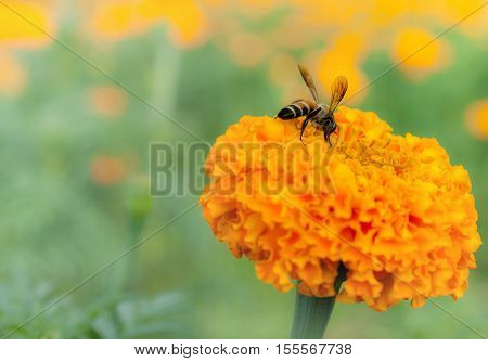 Marigold Flower Beautiful Background