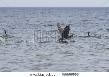 Great cormorant Phalacrocorax carbo take off from water close-up portrait with defocused background selective focus shallow DOF
