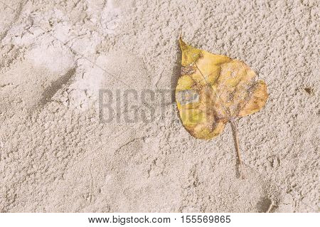 White Sand And Yellow Dry Leaf On The Beach At Noon For Vacation To Relax Background. Vintage Tone.