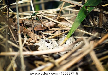 A bird's nest made on water among reeds with almost hatching the eggs. Closeup