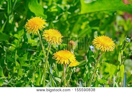 Yellow flower dandelion in the grass on a sunny day