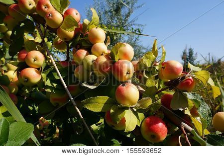 Lots of appetizing apples on a tree