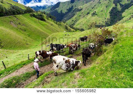 Farmer and cows in Quindio department near Salento Colombia