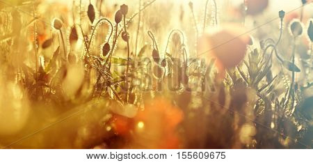 Poppies in the field - Remembrance Sunday background