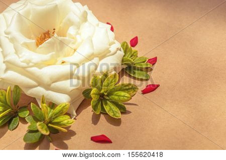 White Rose Surrounded By Red Petals And Green Leaves,left Aligned. Template With Flowers To Make Car