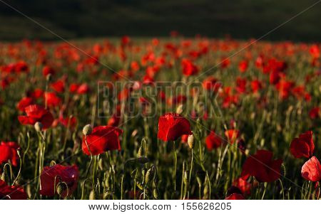 wild poppy field - Armistice day background