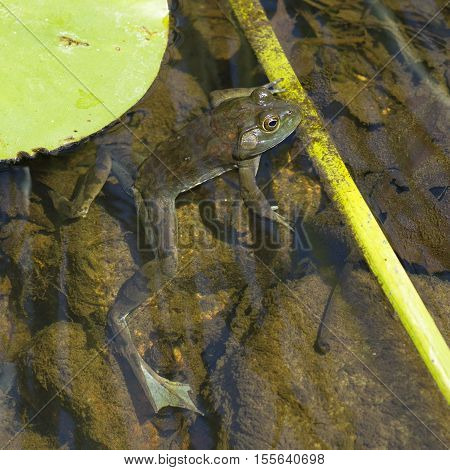Green frog (Lithobates clamitans) in a clear pond