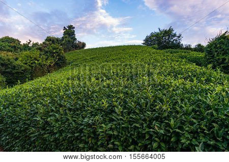Beautiful Fresh Green Tea Plantation Slope Of Shizuoka