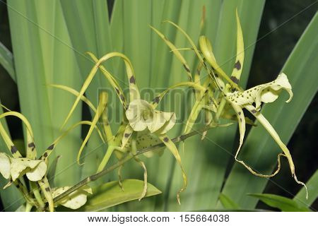 Brassia Rex Orchid. Hybrid of Brassia verrucosa and Brassia gireoudiana