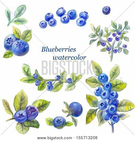 set of blueberry watercolor drawing by hand isolated on white