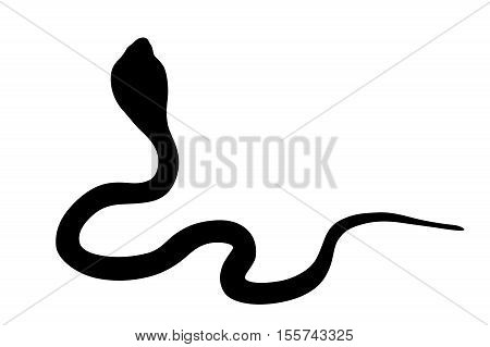 Illustration of black backlight King Cobra isolated on white background, backside