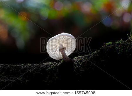 Porcelain fungus, Oudemansiella mucida.
A white, slimy wood-rot fungus strongly tied to rotting beech trees.
