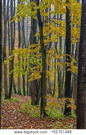 Autunm fall season in the deciduous wood