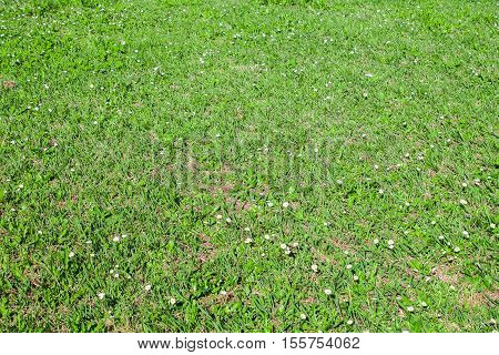 a natural backdrop field of green grass.