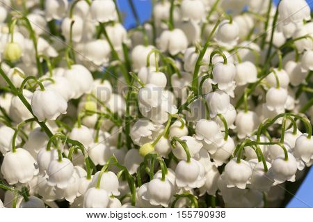 Photographed Close-up White Flowers Lily Of The Valley Growing In The Forest In Springtime