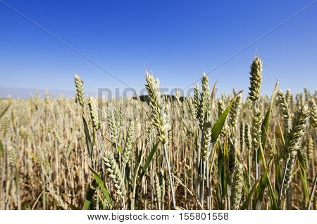 photographed immature green grass in the summer, blue sky