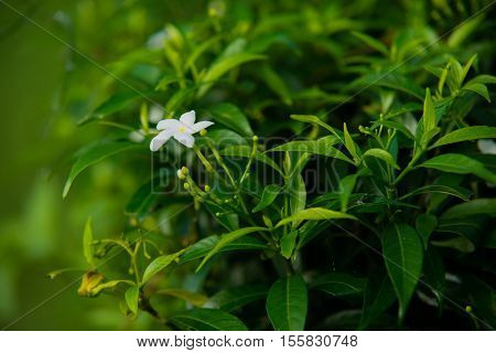 White Flower