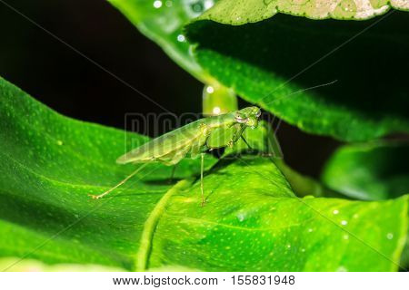 Mantis on a green leaf. It is watching us
