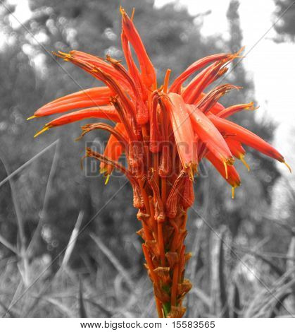 Lone Flower
