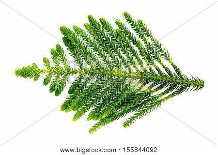Nolfolk island pine leave isolate on white background