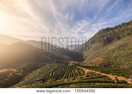 sunrise at tea field on the moutain AngkangChiang mai