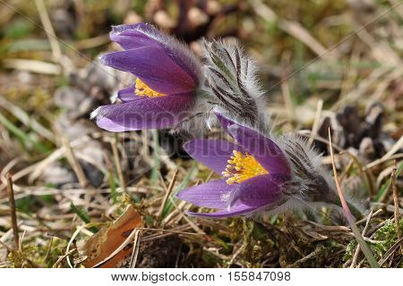 Purple pasque flowers in springtime / Hairy fuzzy pasque-flowers in soft purple pastel colors in springtime