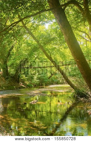 Beautiful reflection of trees and bridge of forest prokopi in Euboea in Greece.